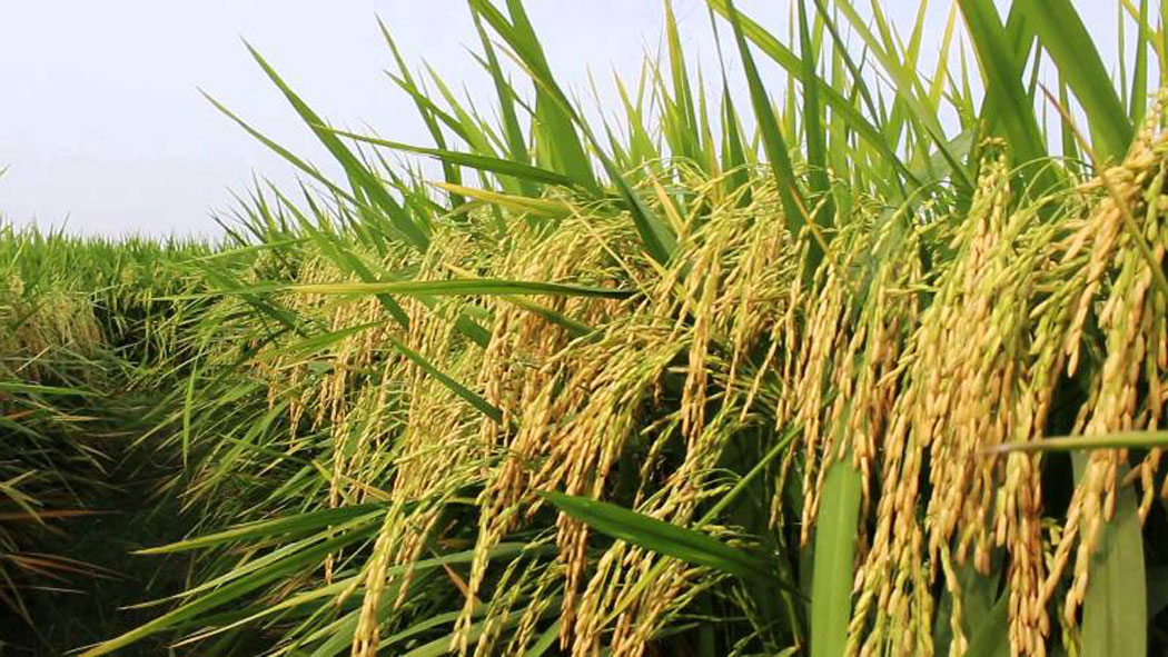 चैते धान थन्क्याउने चटारोमा किसान