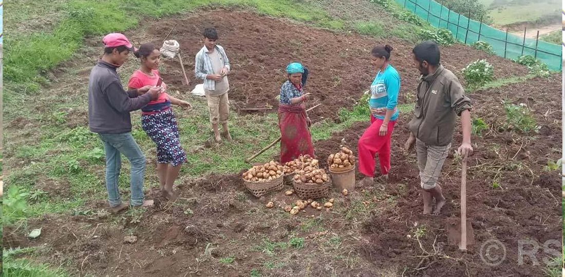 आलु बिक्री गर्न कोसेली घर सञ्चालन