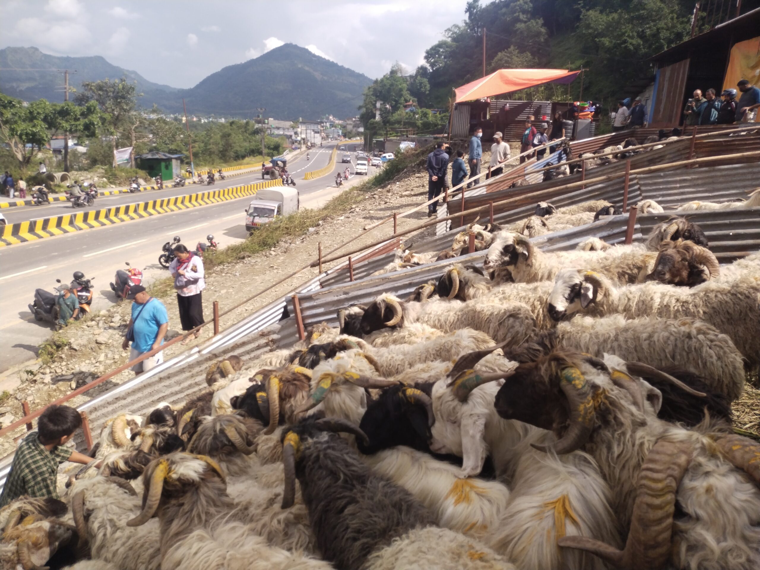 बडादशैँ नजिकिदै छ अनि पोखरामा सुरु हुदै छ भेडा र च्याङ्ग्राको चहलपहल